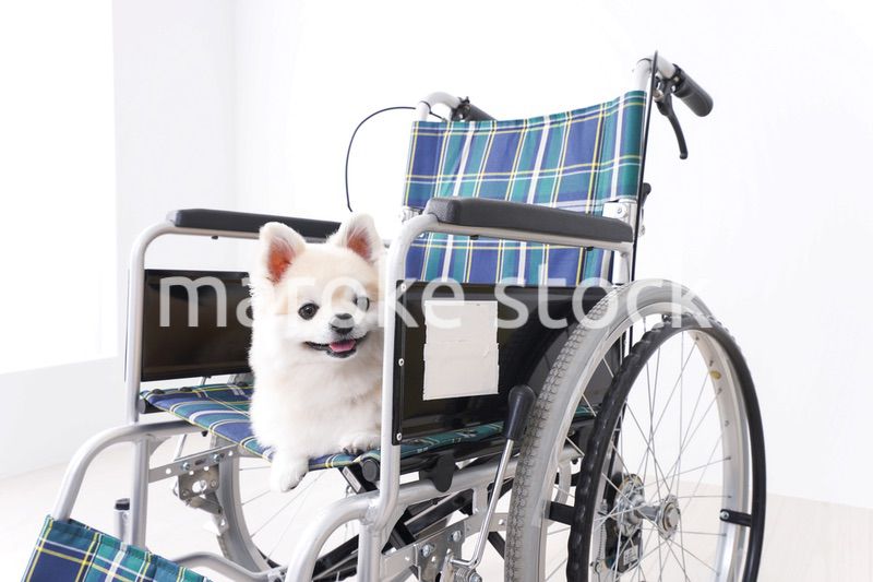 車椅子に乗るかわいい犬