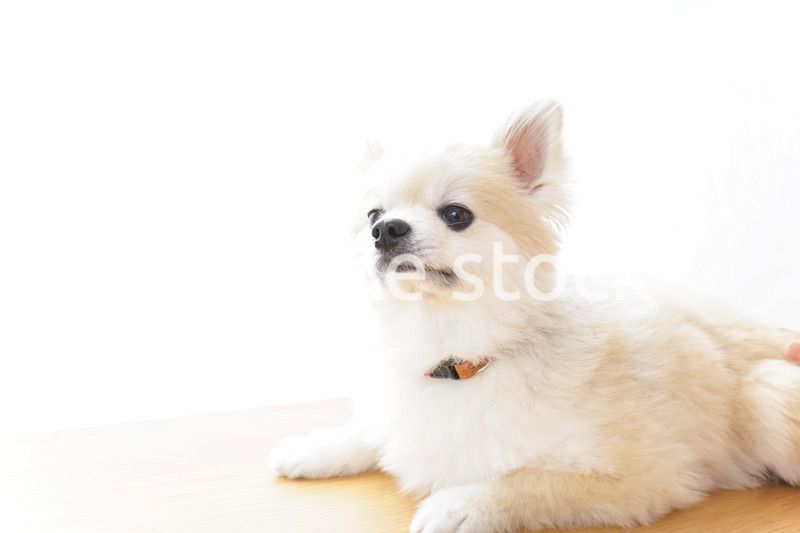 リラックスする犬