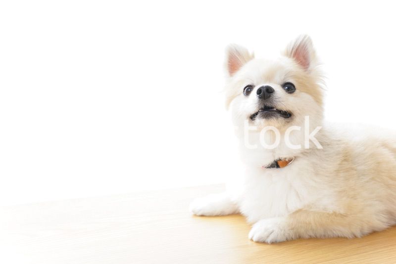 リラックスする犬