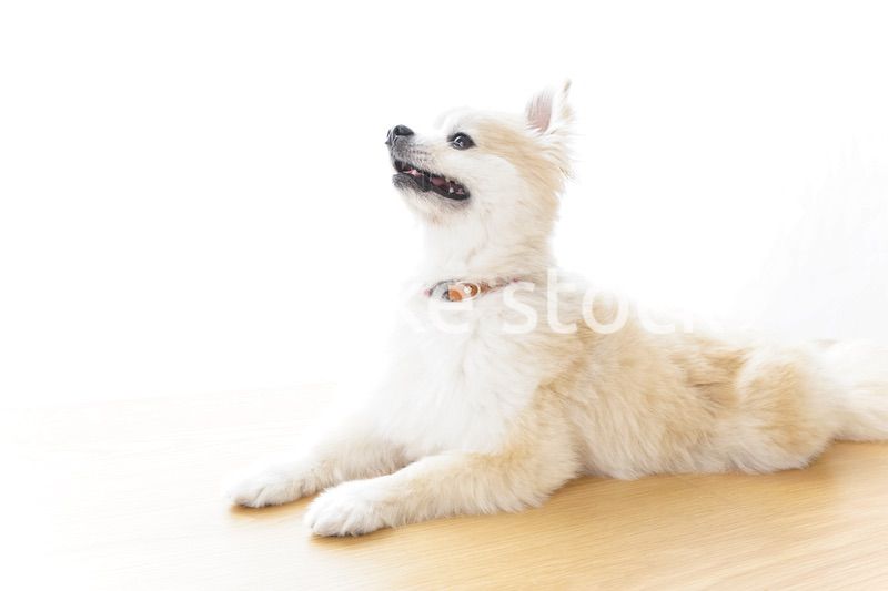 リラックスする犬