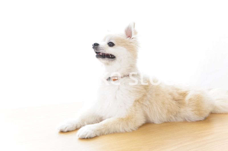 リラックスする犬