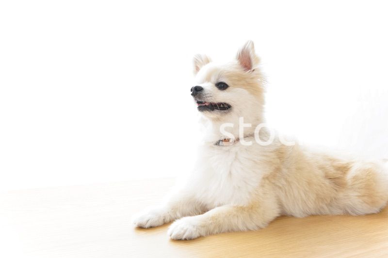 リラックスする犬