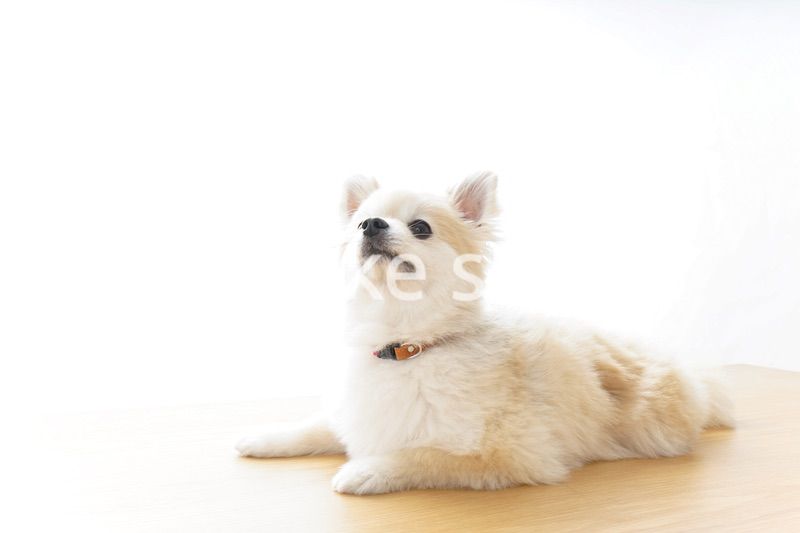 リラックスする犬