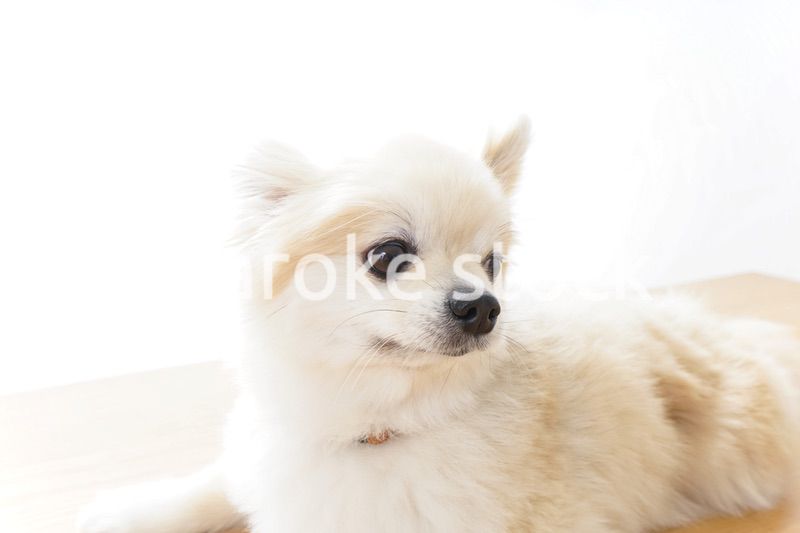 リラックスする犬