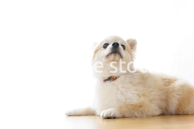 リラックスする犬