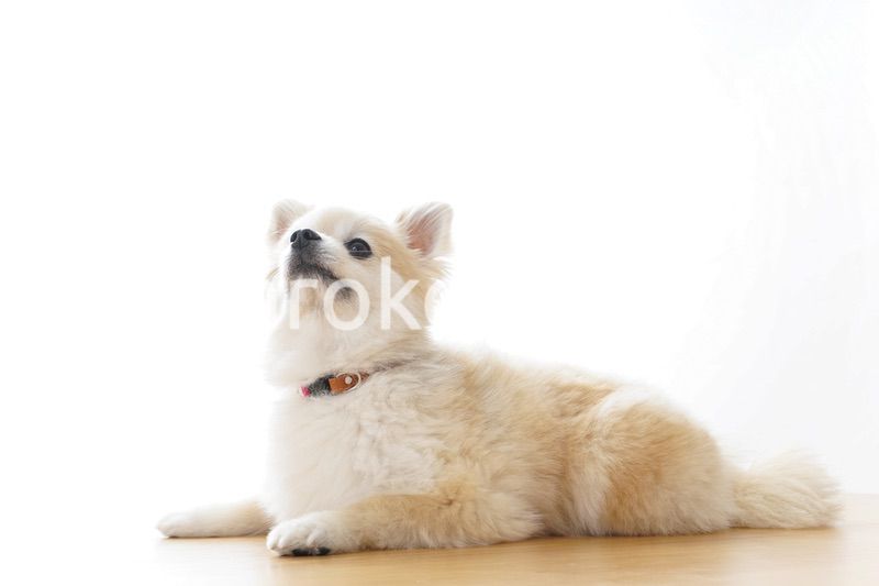 リラックスする犬