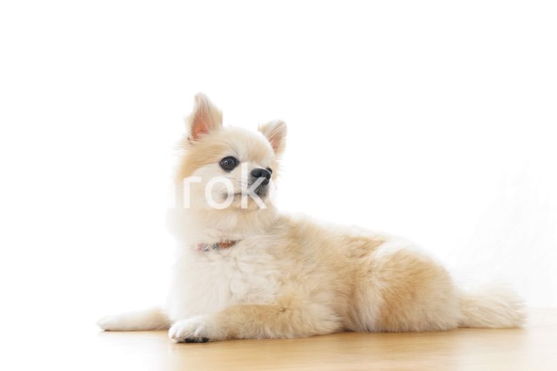 リラックスする犬