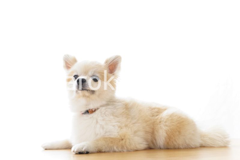 リラックスする犬