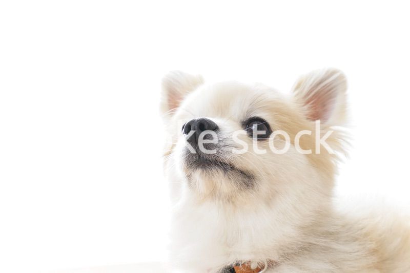 リラックスする犬