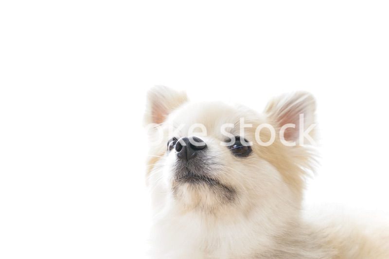 リラックスする犬