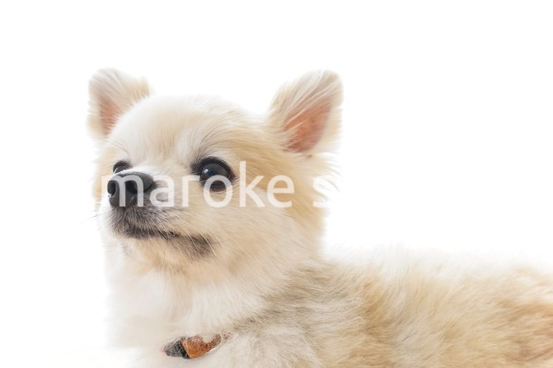 リラックスする犬