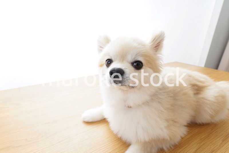 リラックスする犬