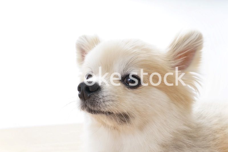 リラックスする犬