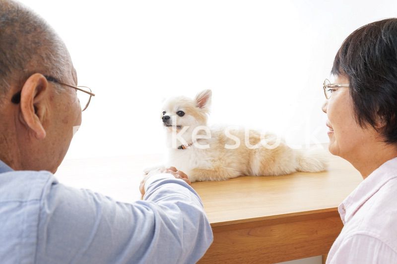 ペットショップで犬を見るシニア夫婦