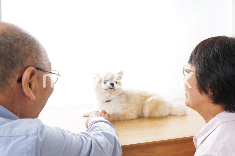 ペットショップで犬を見るシニア夫婦