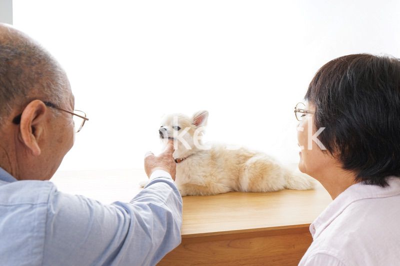 ペットショップで犬を見るシニア夫婦