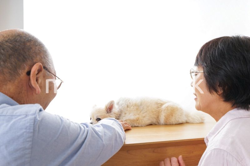 ペットショップで犬を見るシニア夫婦