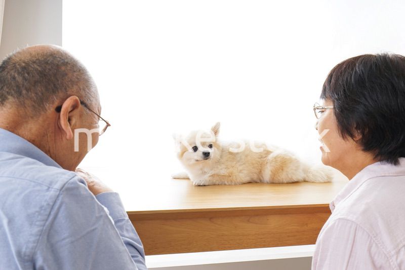 ペットショップで犬を見るシニア夫婦