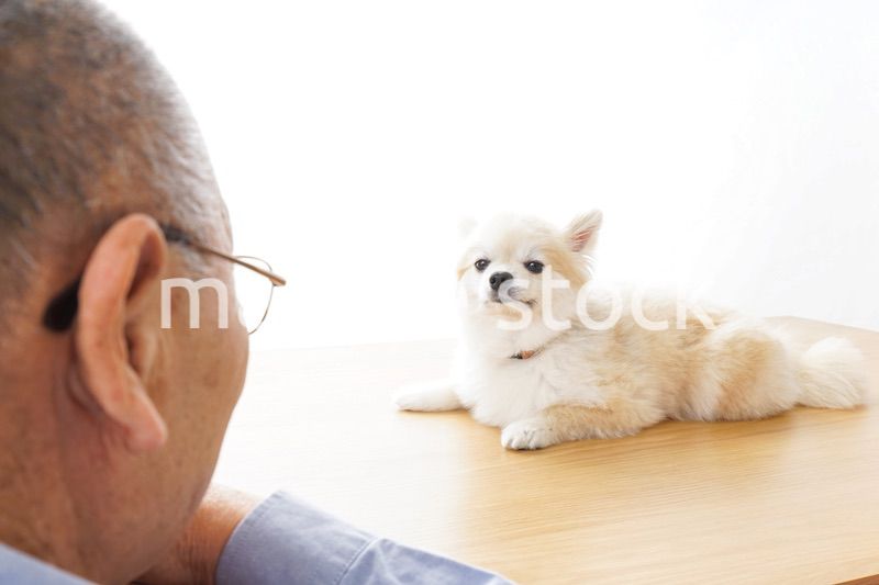 ペットショップで犬を見るシニア夫婦