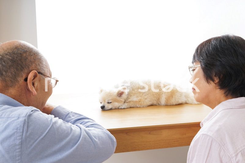 ペットショップで犬を見るシニア夫婦