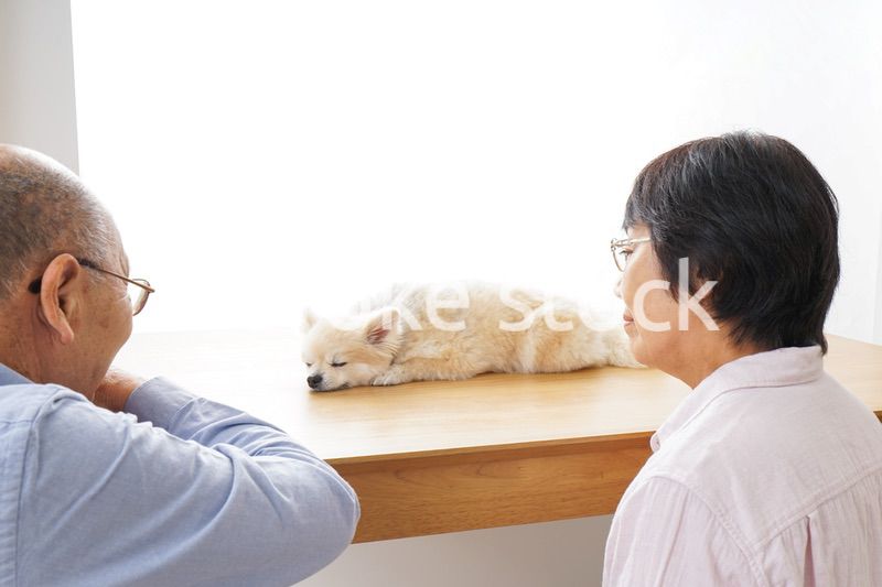 ペットショップで犬を見るシニア夫婦