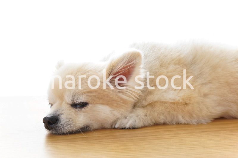 リラックスする犬