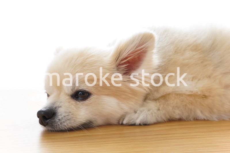 リラックスする犬