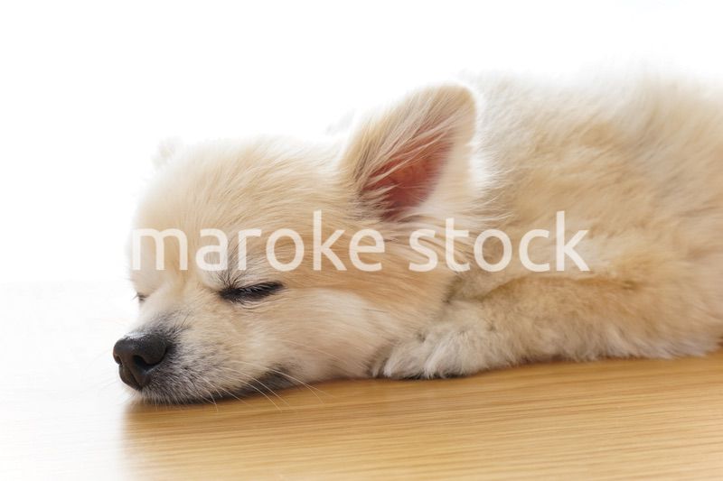 リラックスする犬