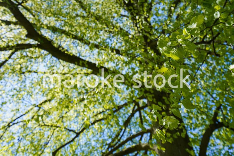 緑いっぱいの公園