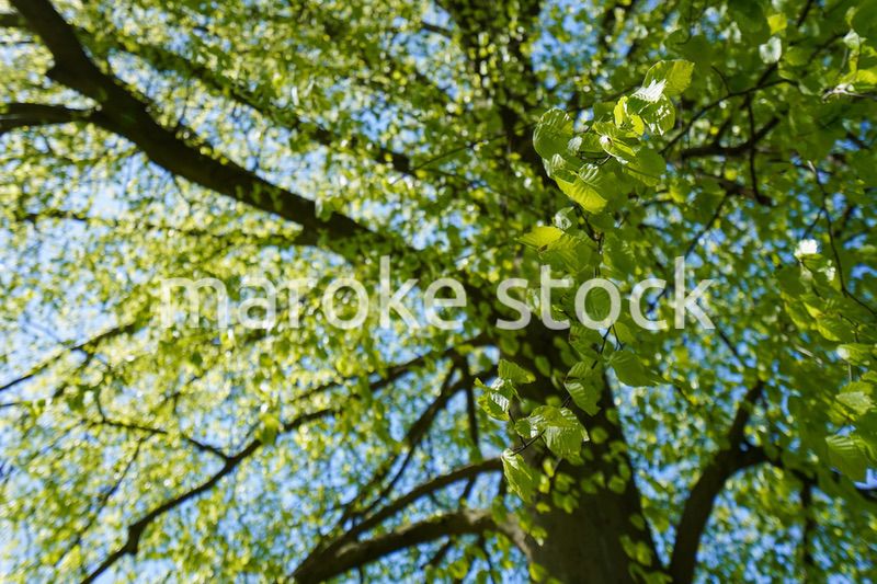 緑いっぱいの公園