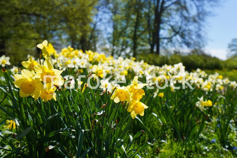 緑いっぱいの公園