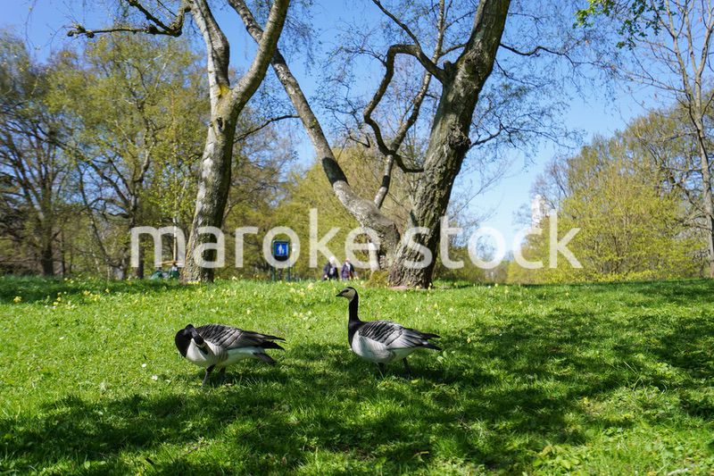 公園にいる野鳥