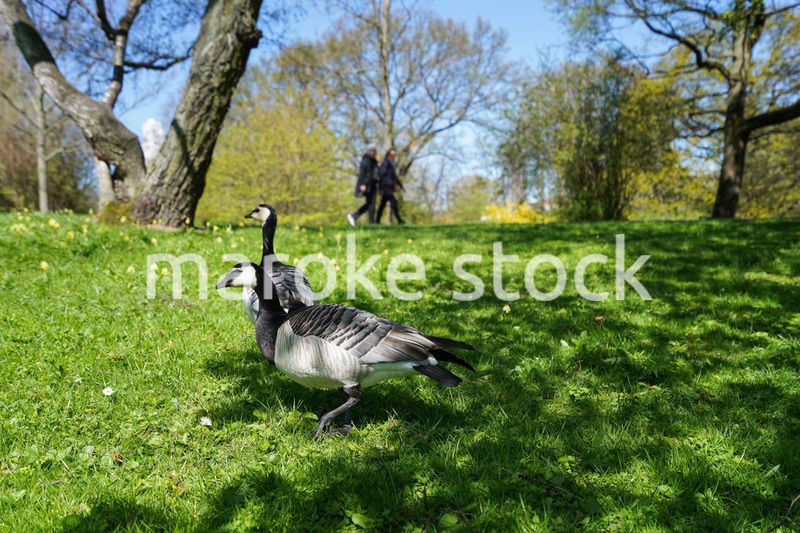 公園にいる野鳥