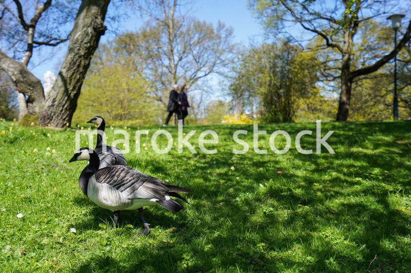 公園にいる野鳥