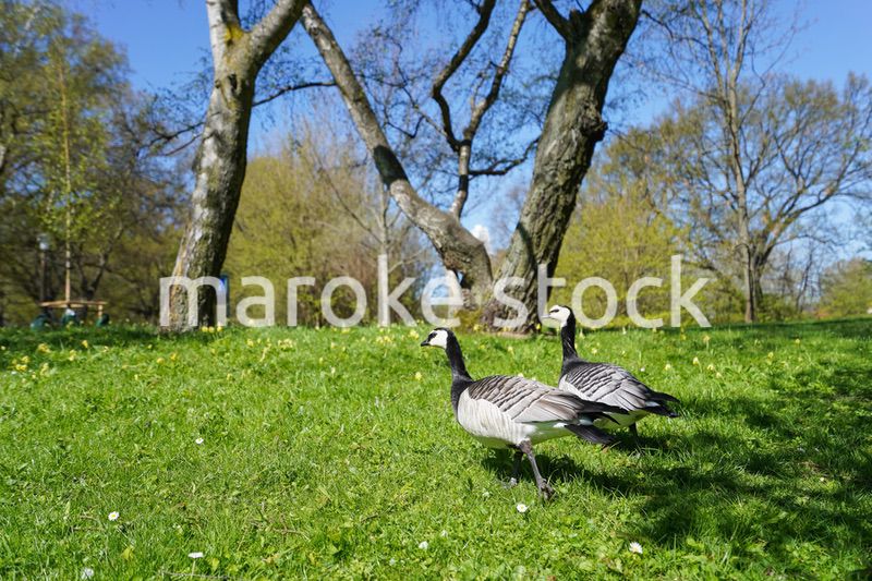 公園にいる野鳥