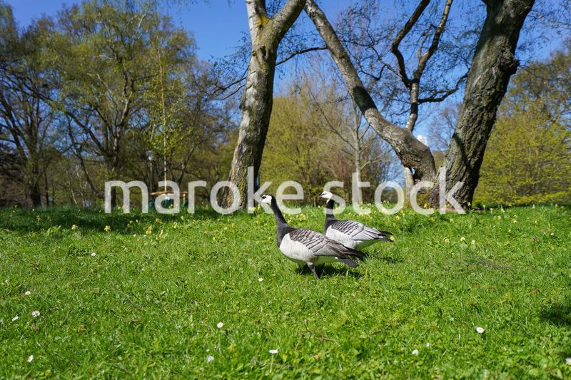 公園にいる野鳥