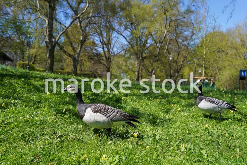 公園にいる野鳥