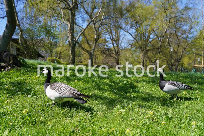 公園にいる野鳥