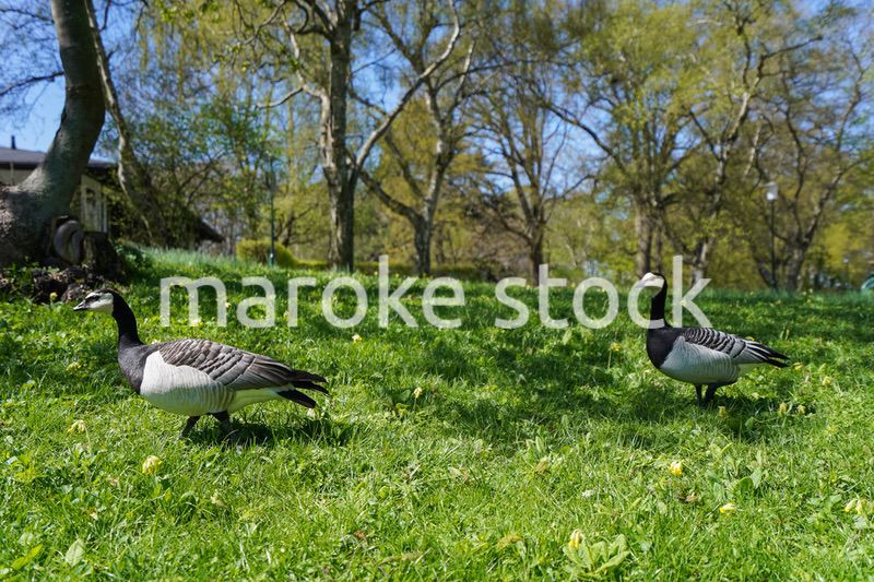 公園にいる野鳥