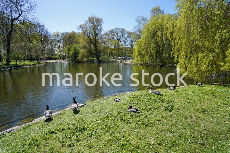 公園にいる野鳥