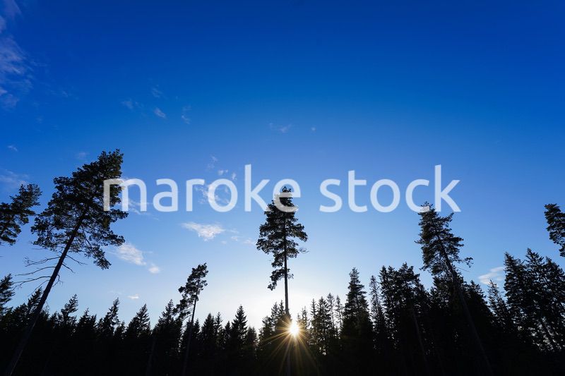 森と太陽