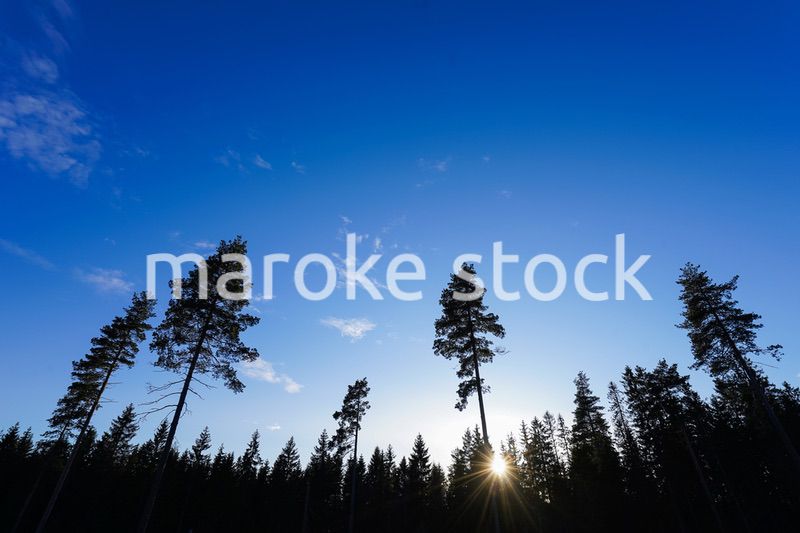 森と太陽