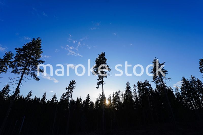森と太陽