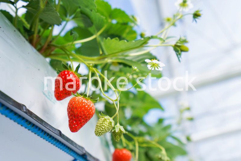 ハウス栽培のイチゴ