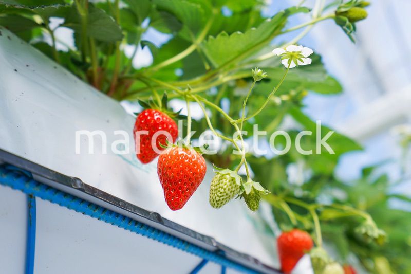 ハウス栽培のイチゴ