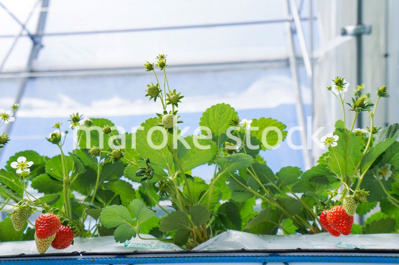 ハウス栽培のイチゴ