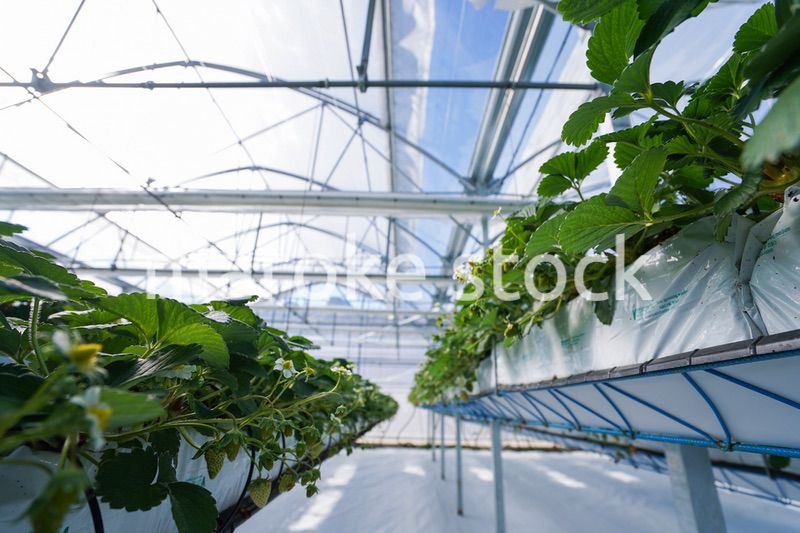 ハウス栽培のイチゴ