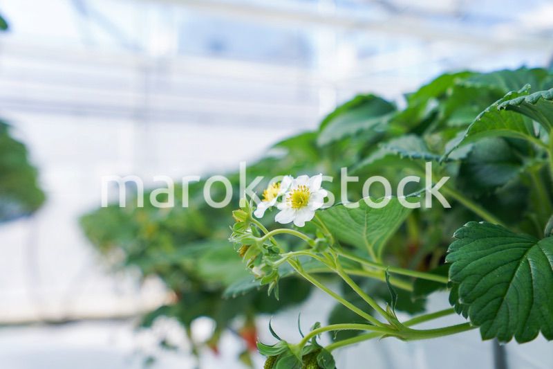 ハウス栽培のイチゴ