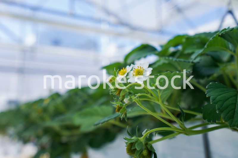 ハウス栽培のイチゴ