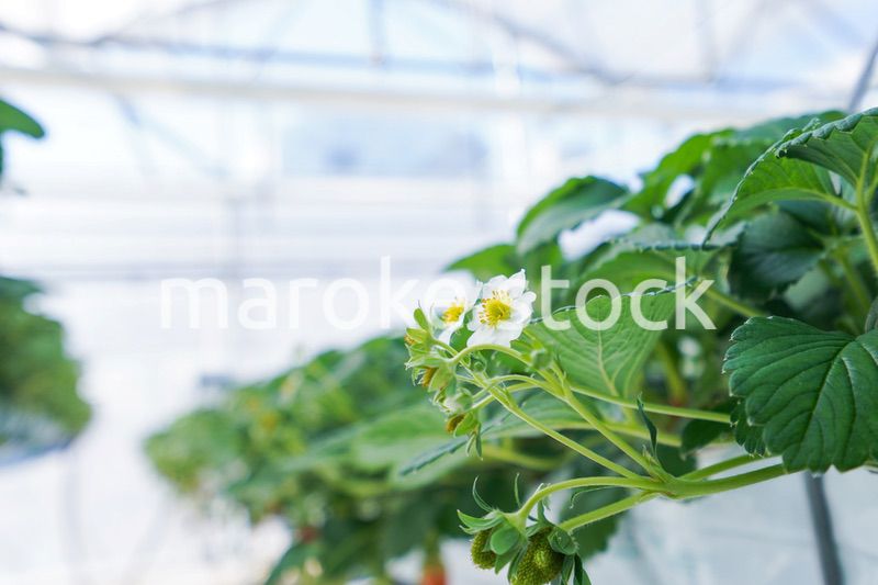 ハウス栽培のイチゴ